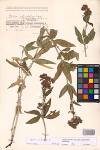Galium rubioides L., Eastern Europe, Lower Volga region (E9) (Russia)