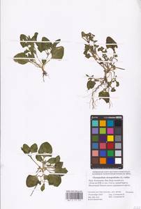 Oxybasis chenopodioides (L.) S. Fuentes, Uotila & Borsch, Eastern Europe, Lower Volga region (E9) (Russia)