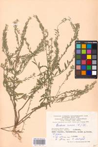 Berteroa incana (L.) DC., Eastern Europe, Moscow region (E4a) (Russia)