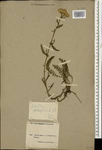 Achillea millefolium L., Caucasus, Armenia (K5) (Armenia)
