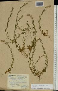 Polygala vulgaris L., Eastern Europe, Moscow region (E4a) (Russia)