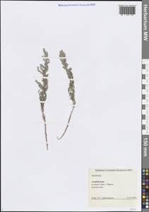 Artemisia, Caucasus, Azerbaijan (K6) (Azerbaijan)