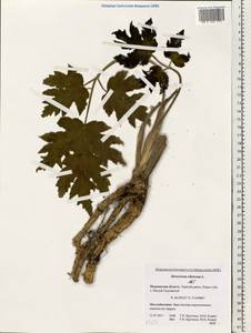 Heracleum sphondylium subsp. sibiricum (L.) Simonk., Eastern Europe, Northern region (E1) (Russia)