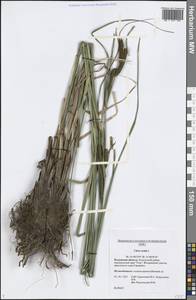 Carex acuta L., Eastern Europe, Central region (E4) (Russia)