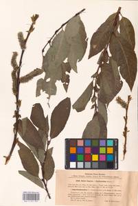Salix caprea × daphnoides, Eastern Europe, Latvia (E2b) (Latvia)
