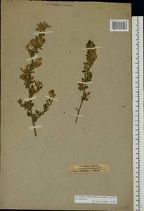 Ononis spinosa subsp. procurrens (Wallr.)Briq., Eastern Europe, North-Western region (E2) (Russia)