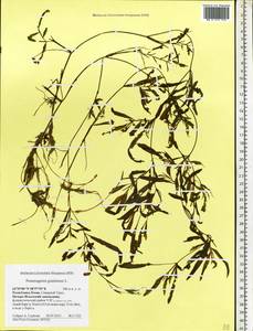 Potamogeton gramineus L., Eastern Europe, Northern region (E1) (Russia)