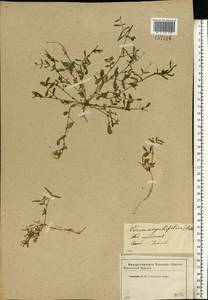 Vicia sativa subsp. nigra (L.)Ehrh., Eastern Europe, Western region (E3) (Russia)