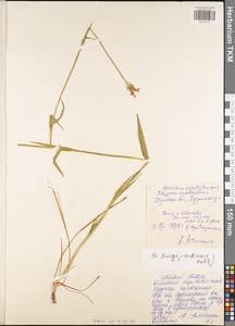 Dianthus capitatus J.St.-Hil., Eastern Europe, Central region (E4) (Russia)