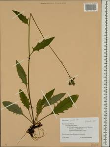 Hieracium lachenalii subsp. deductum (Sudre) Greuter, Eastern Europe, Central region (E4) (Russia)