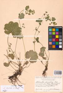 Alchemilla breviloba H. Lindb., Eastern Europe, Moscow region (E4a) (Russia)