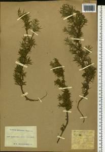Juniperus communis L., Eastern Europe, South Ukrainian region (E12) (Ukraine)