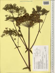 Angelica sylvestris L., Eastern Europe, Central region (E4) (Russia)