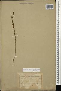 Sedobassia sedoides (Pall.) Freitag & G. Kadereit, Caucasus, Stavropol Krai, Karachay-Cherkessia & Kabardino-Balkaria (K1b) (Russia)
