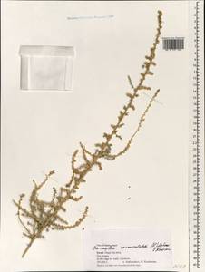 Nitrosalsola vermiculata (L.) Theodorova, South Asia, South Asia (Asia outside ex-Soviet states and Mongolia) (ASIA) (Israel)