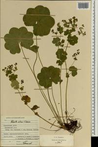 Alchemilla ventiana V. N. Tikhom., Eastern Europe, Middle Volga region (E8) (Russia)