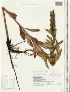 Oenothera × rubricaulis Kleb., Eastern Europe, Central region (E4) (Russia)