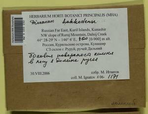 Dicranum viride var. hakkodense (Cardot) Takaki, Bryophytes, Bryophytes - Russian Far East (excl. Chukotka & Kamchatka) (B20) (Russia)