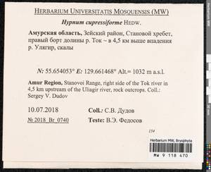 Hypnum cupressiforme Hedw., Bryophytes, Bryophytes - Russian Far East (excl. Chukotka & Kamchatka) (B20) (Russia)