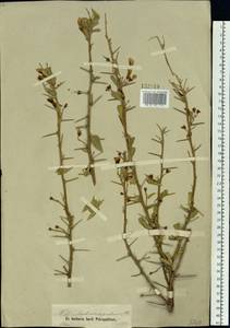 Caragana halodendron (Pall.) Dum.Cours., Siberia, Altai & Sayany Mountains (S2) (Russia)