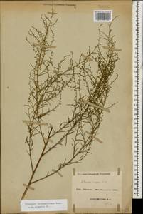 Artemisia arenaria DC., Caucasus, Azerbaijan (K6) (Azerbaijan)