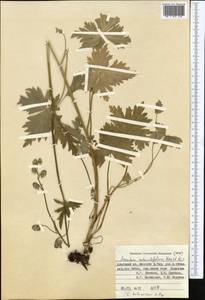 Aconitum talassicum Popov, Middle Asia, Pamir & Pamiro-Alai (M2) (Kyrgyzstan)