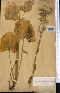 Vickifunkia thyrsoidea (Ledeb.) C. Ren, L. Wang, I. D. Illar. & Q. E. Yang, Middle Asia, Dzungarian Alatau & Tarbagatai (M5) (Kazakhstan)