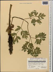 Agasyllis latifolia (M. Bieb.) Boiss., Caucasus, North Ossetia, Ingushetia & Chechnya (K1c) (Russia)