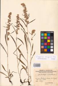 Omalotheca norvegica (Gunnerus) Sch. Bip. & F. W. Schultz, Eastern Europe, Northern region (E1) (Russia)