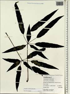 Heptapleurum membranifolium (Bui) G. M. Plunkett & Lowry, South Asia, South Asia (Asia outside ex-Soviet states and Mongolia) (ASIA) (Vietnam)
