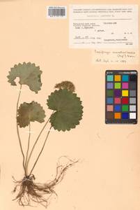 Micranthes manchuriensis (Engl.) Gornall & H. Ohba, Siberia, Russian Far East (S6) (Russia)