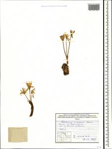 Colchicum umbrosum Steven, Crimea (KRYM) (Russia)