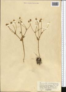 Ranunculus mindshelkensis B. Fedtsch., Middle Asia, Western Tian Shan & Karatau (M3) (Kazakhstan)