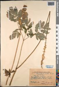 Actaea simplex (DC.) Wormsk. ex Fisch. & C. A. Mey., Siberia, Russian Far East (S6) (Russia)