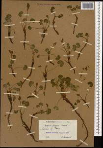 Oxyria digyna (L.) Hill, Caucasus, Armenia (K5) (Armenia)