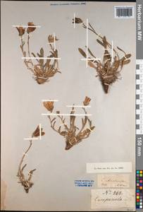 Campanula saxifraga subsp. aucheri (A.DC.) Ogan., Caucasus (no precise locality) (K0) (Not classified)