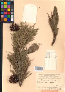 Pinus mugo Turra, Eastern Europe, West Ukrainian region (E13) (Ukraine)