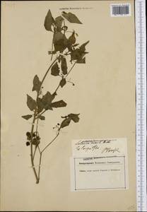 Solanum nigrum L., Western Europe (EUR) (Germany)