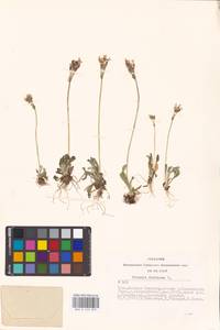 Primula farinosa L., Siberia, Altai & Sayany Mountains (S2) (Russia)