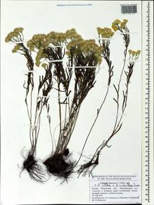 Galatella ×subvillosa Tzvelev, Eastern Europe, Middle Volga region (E8) (Russia)
