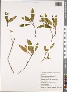 Dodonaea viscosa subsp. angustifolia (L. fil.) J. G. West, South Asia, South Asia (Asia outside ex-Soviet states and Mongolia) (ASIA) (Vietnam)