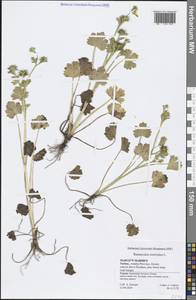Ranunculus muricatus L., South Asia, South Asia (Asia outside ex-Soviet states and Mongolia) (ASIA) (Turkey)
