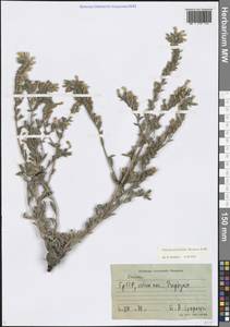 Onosma microcarpa Steven ex A.DC., Caucasus, Georgia (K4) (Georgia)