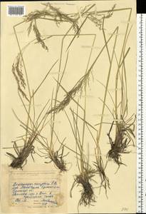 Deschampsia cespitosa (L.) P.Beauv., Eastern Europe, North Ukrainian region (E11) (Ukraine)