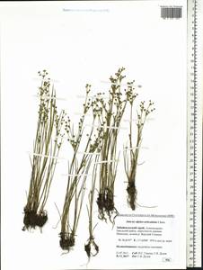 Juncus alpinoarticulatus Chaix, Siberia, Baikal & Transbaikal region (S4) (Russia)