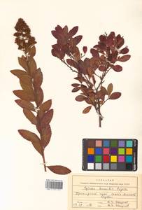 Spiraea salicifolia L., Siberia, Russian Far East (S6) (Russia)