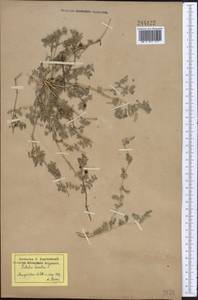 Tribulus terrestris L., Middle Asia, Caspian Ustyurt & Northern Aralia (M8) (Kazakhstan)