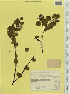 Betula fruticosa Pall., Siberia, Russian Far East (S6) (Russia)