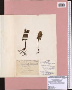 Botrychium lunaria (L.) Sw., Eastern Europe, Central region (E4) (Russia)