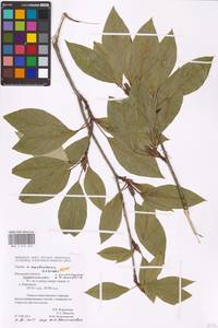 Populus ×moscoviensis Schröd., Eastern Europe, Central region (E4) (Russia)